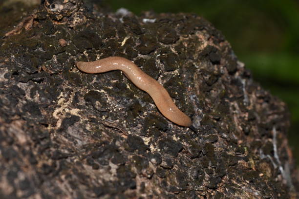 istock A Slug Belonging to the Genus Pallifera 1354982993