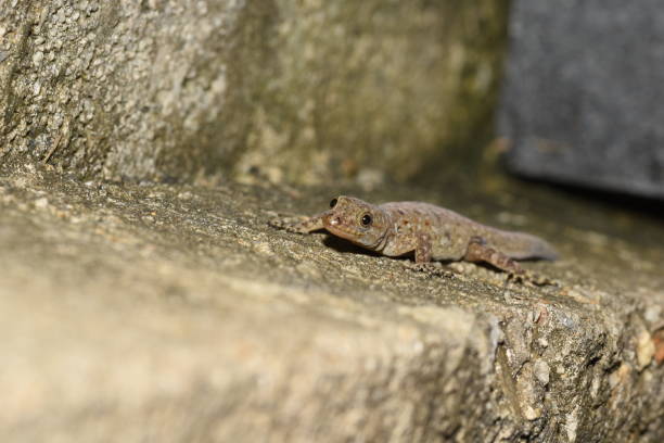 istock Wiegmann's striped gecko or Gonatodes vittatus 1354983127