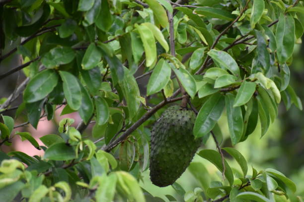Soursop or Annona muricata Fruit on Tree Soursop or Annona muricata Fruit on Tree annona muricata stock pictures, royalty-free photos & images
