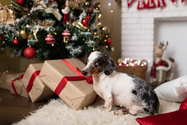 White and black fur dachshund puppy in front of a christmas tree