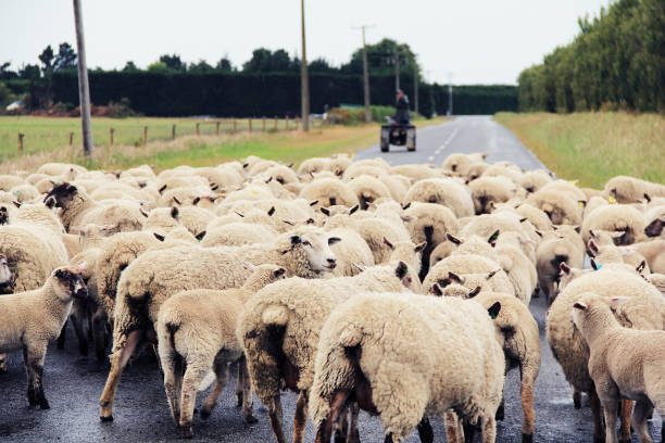 View of flock of sheeps gathered on a road. Taken with very shallow depth of field stock photo