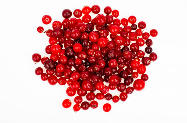 istock Bunch of ripe red wild cranberries. Studio Photo 1354988542
