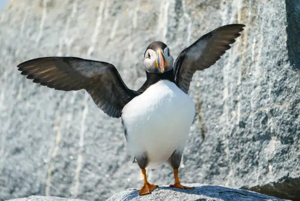 An Atlantic Puffin prepares to fly in off the coast of Maine