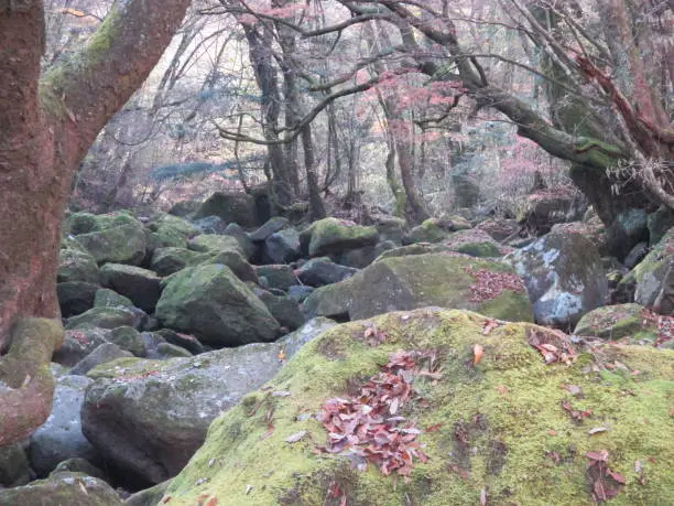 The headwaters of the Chikugo River, where the contrast between the clear stream that flows like washing a large rock surface and the broad-leaved trees that grow on both banks of the river is vivid. Known as the "Secret Valley" because no one can enter it twice a year, except for a few days open to the public, you can enjoy the breathtaking views of the pristine nature. ..
You can enjoy the natural valley where the sunbeams illuminate the surface of the water in the clear stream that flows like washing the rock surface and the overgrown broad-leaved trees throughout the four seasons.