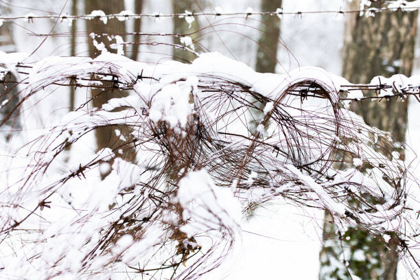 Barbed wire in the forest closes the passage to nature. Fencing, security.