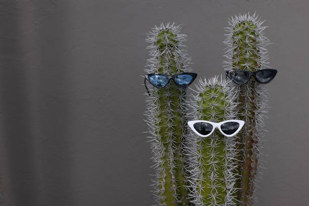 istock Cactuses wearing the sunglasses. On a grey wall background with a copy space. 1354994547