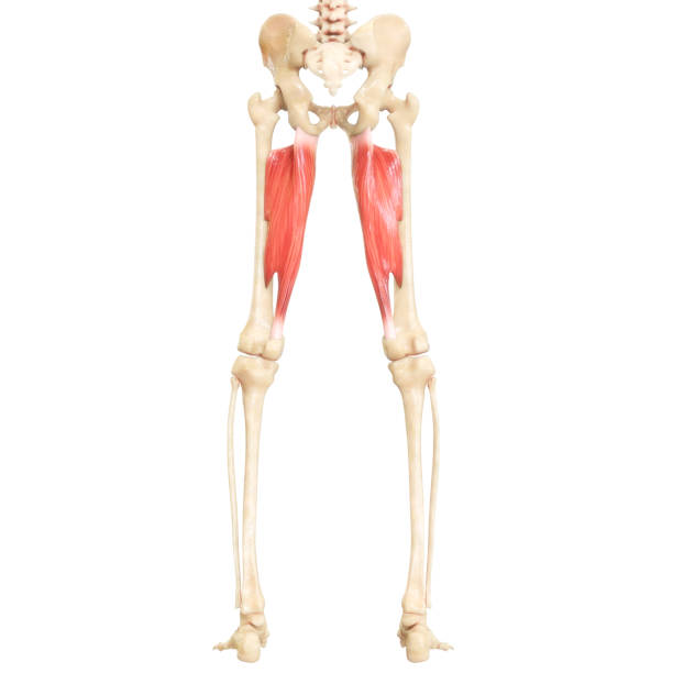 sistema muscular humano músculos de las piernas aductor magnus anatomía muscular - aductor grande fotografías e imágenes de stock