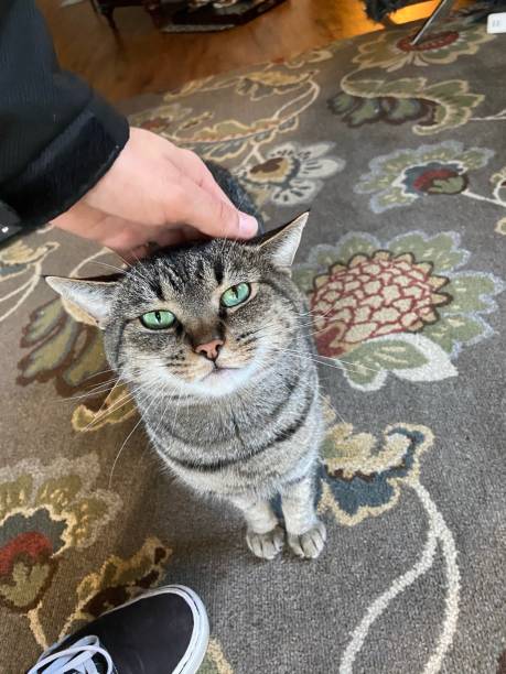 istock Happy cat getting pet on the head 1354995077