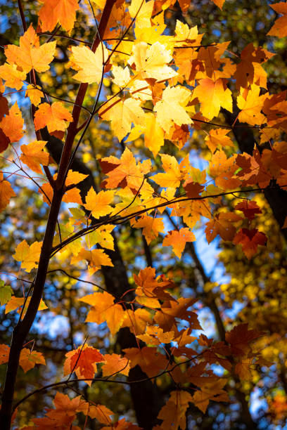 Fall colors stock photo