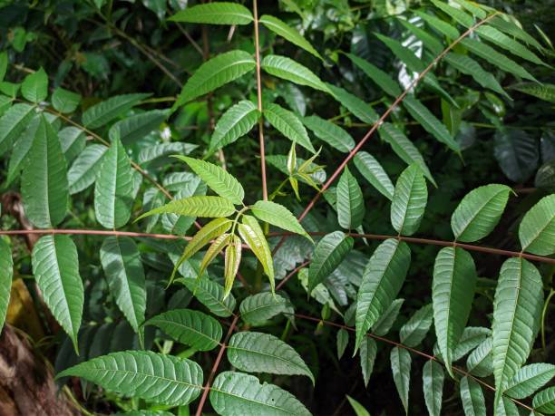 istock little toona plant 1354997662