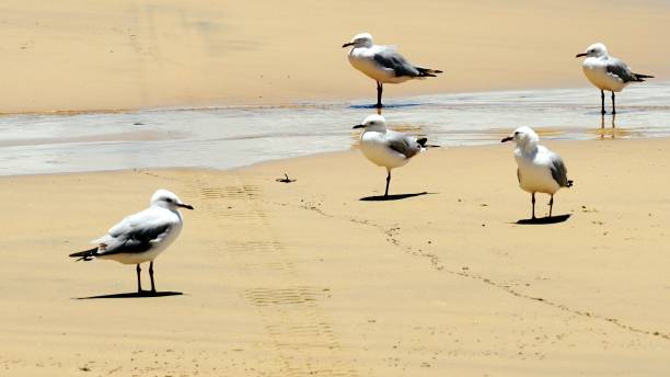 istock Leader of the Flock 1354998280