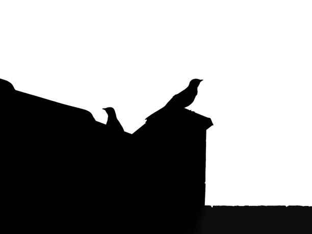 Two birds silhouettes. Black shapes of birds sitting on a roof of an old building