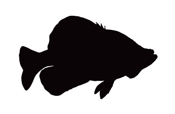 Crappie fish Vector illustration of a black crappie crappie stock illustrations