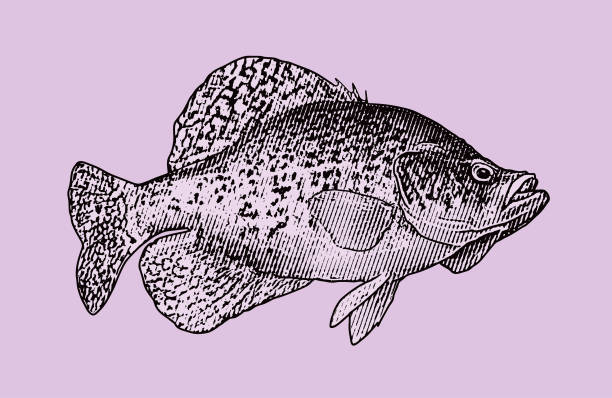 Crappie fish Vector illustration of a black crappie crappie stock illustrations