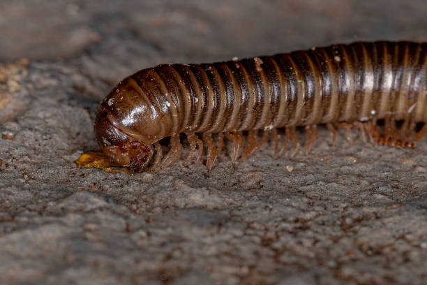 istock Adult Common Brown Millipede 1355005926
