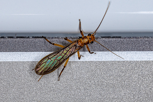 Adult Common Stonefly insect of the Family Perlidae