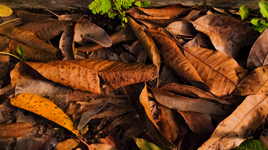 Pile of dried mango leaves in autumn