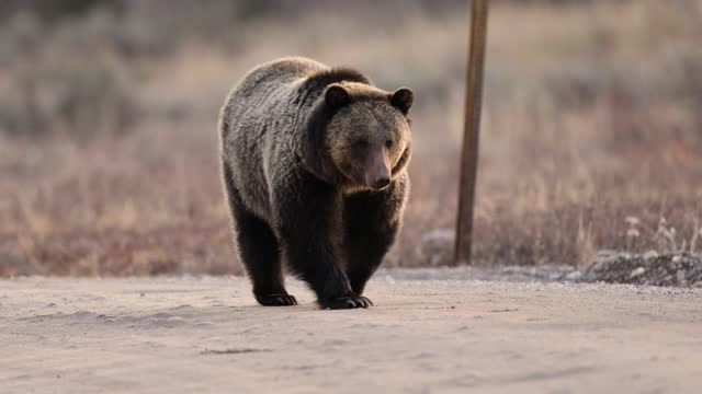 Grizzly Bear in the Grand Tetons