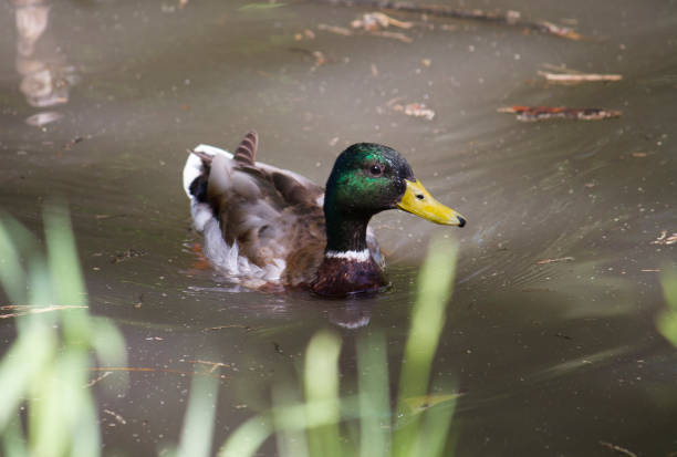 istock Mallard duck swimming in pond and looking at camera 1355010765