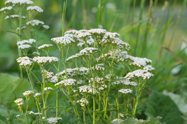 istock White yarrow in green summer meadow 1355011577