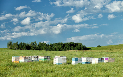 Rows of beehives in the summer sun.