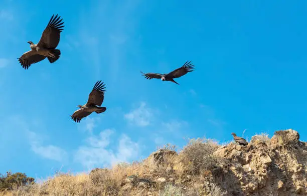 Andean condor family with one adult and three young Andean Condor (Vultur gryphus), Colca Canyon, Peru. Focus on adult condor.