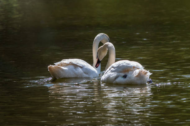 istock Two graceful white swans swim in the dark water. 1355013758