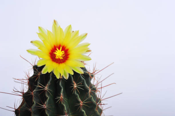 hamatocactus setispinus, kaktus jeża, kaktus skręcony, kaktus haczyka - cactus hedgehog cactus flower desert zdjęcia i obrazy z banku zdjęć