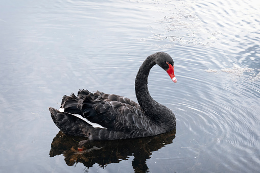 There is a beautiful wild black swan swimming in the lake.