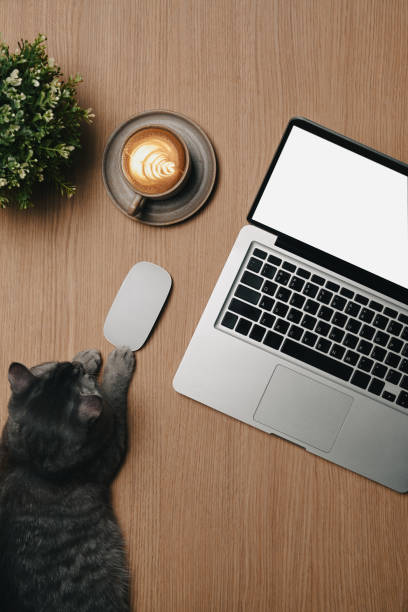 istock Above view mock up laptop, coffee cup and cat on wooden table. 1355022813