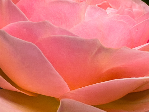 Horizontal extreme closeup photo of the petals of a pink rose in a garden in Spring