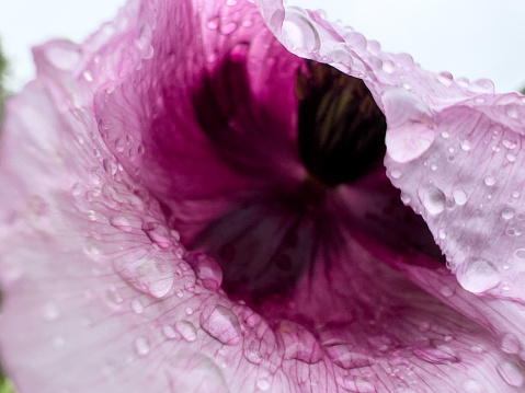 Horizontal extreme closeup photo of the centre and petals of a mauve Poppy flower after rain, growing in in an organic garden in Spring