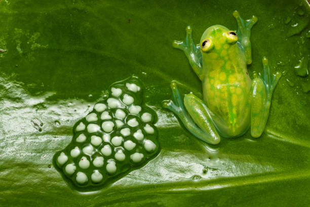 Glass frog Glass frog guarding an egg clutch on a leaf glass frog stock pictures, royalty-free photos & images