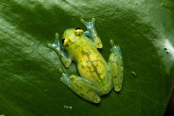 Glass frog Young glass frog sitting on a leaf glass frog stock pictures, royalty-free photos & images