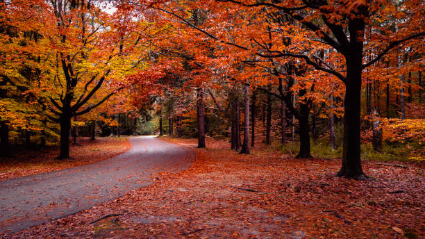 fogliame autunnale nel paesaggio della strada del parco pubblico dopo la pioggia a cape cod. - autumn leaves foto e immagini stock