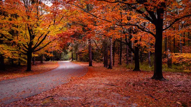 Vibrant warm colors of the trees in Good Will Park in Falmouth, Massachusetts in November. Tranquil nature walking themes with space for texts and designs.