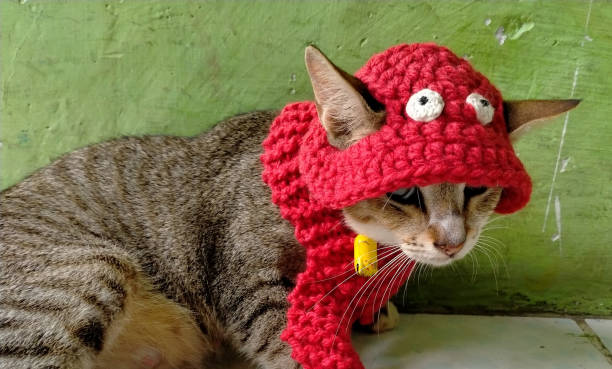 istock domestic cat wear hat 1355026174