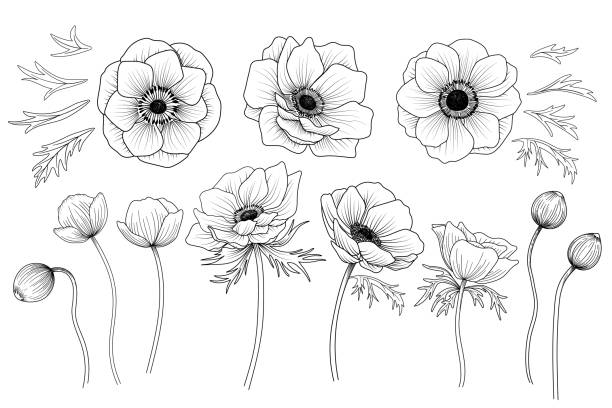 satz handgezeichneter anemonenblüte. botanische vektorillustration. - windröschen stock-grafiken, -clipart, -cartoons und -symbole
