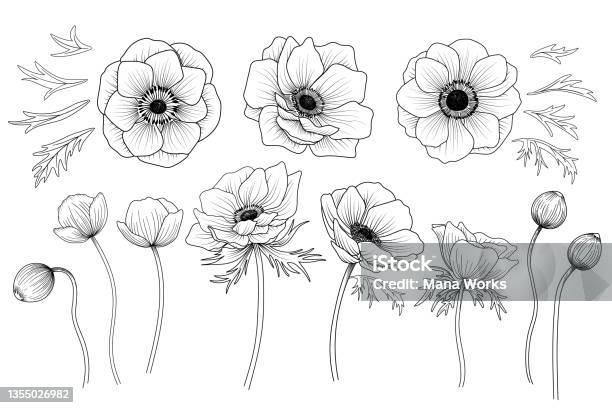 Set Of Hand Drawn Anemone Flower Botanical Vector Illustration Stock ...