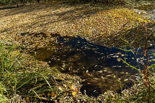Dry autumn foliage floating on water