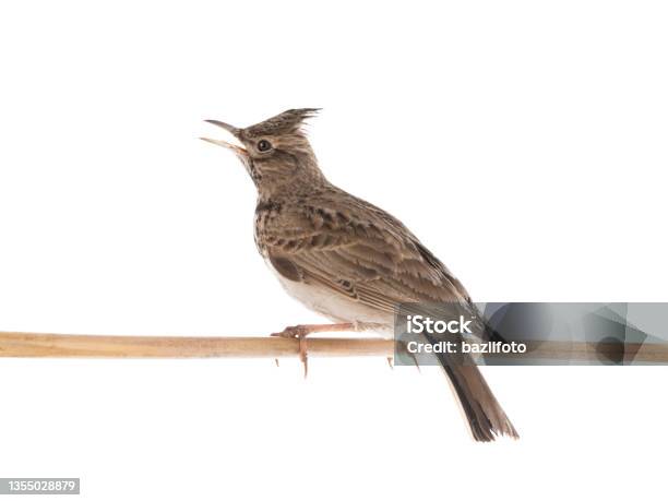 Eurasian Skylark Isolated On White Background Stock Photo - Download Image Now - Eurasian Skylark, Crested Lark, Skylark - Bird