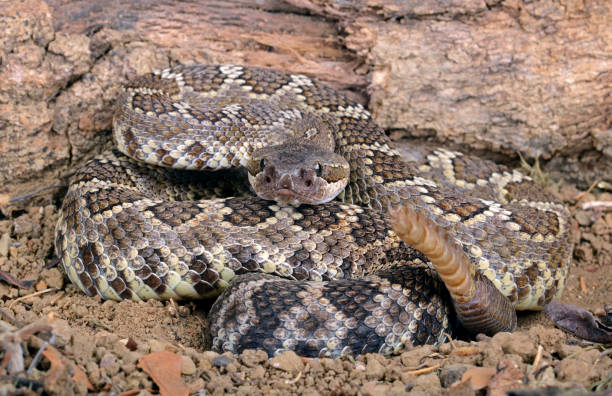 istock Southern Pacific Rattesnake. 1355029992