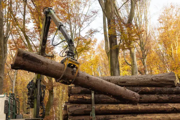 Photo of In a forest in fall a truck crane moves logs onto the truck