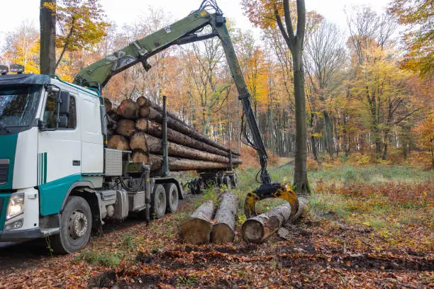 Photo of In a forest in fall a truck crane moves logs onto the truck