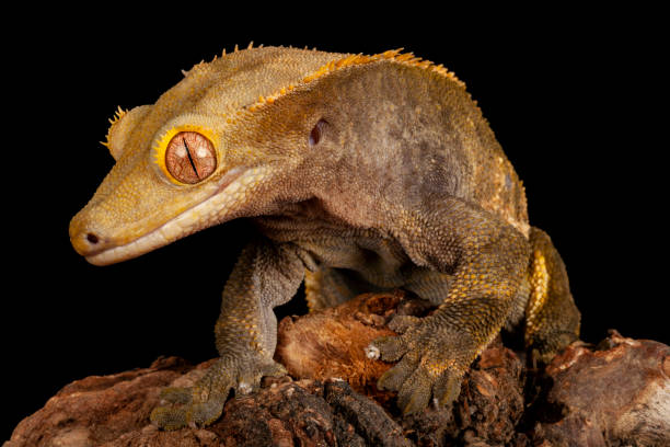 istock Close - up of a Crested Gecko. 1355030910
