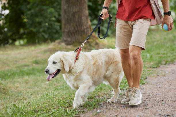 istock Big Dog Walking in Park 1355031548