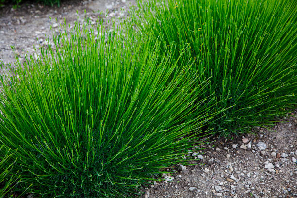 istock Green branches of lavender bushes. 1355034181
