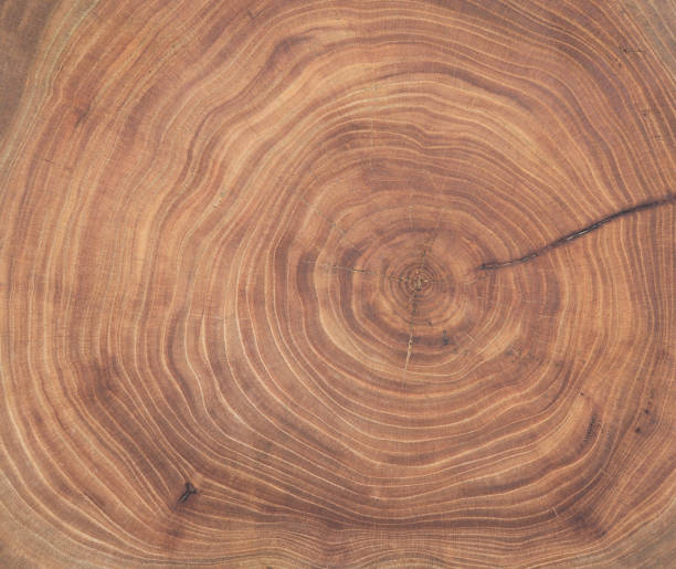 istock Cross section of ash tree trunk with growth rings 1355035260