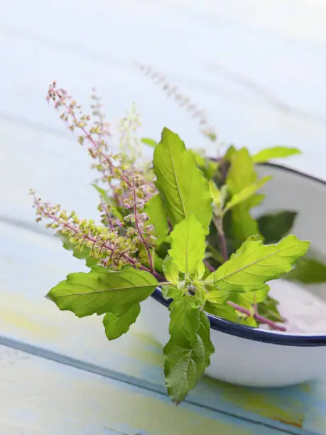 Fresh, hand-picked black and green varieties of Ocimum tenuiflorum or Thai Basil in an enamel dish with water on a textured white wooden table with lots of character.