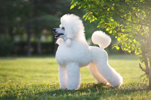 white big royal poodle dog. - kaniş stok fotoğraflar ve resimler